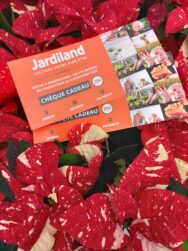 chèque cadeau Jardiland Soignies