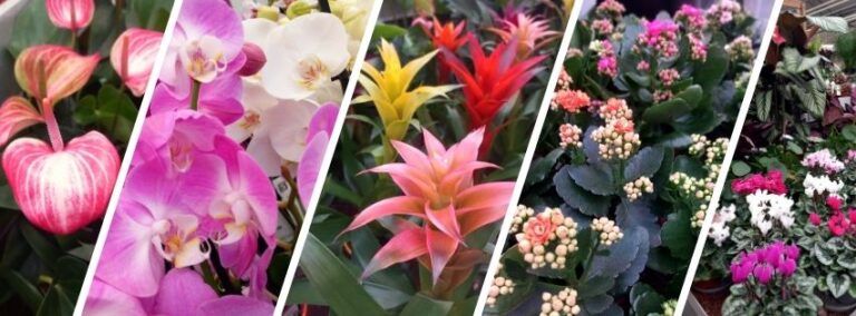 Diverses fleurs d'automne